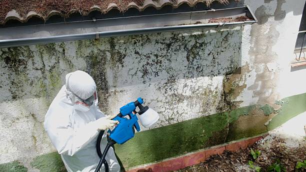 Top rated local Mold Remediation specialists in Fairview, TX